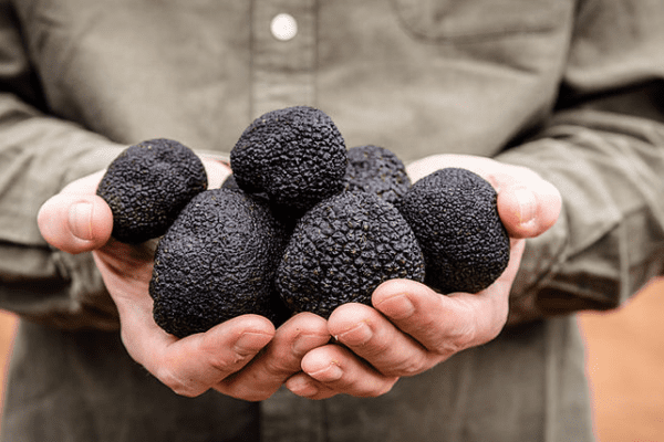 Australian truffle season has officially begun, and the fresh black truffles (Tuber Melanosporum) that have started to come in are looking and smelling amazing!  To help you choose the truffles that are right for you, here’s a rundown the 2021 truffle grading standards from Australian Truffle Traders, our truffle producers in Manjimup, Western Australia: Extra […]